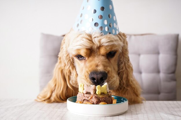 Aniversário do cão American Cocker Spaniel em uma mesa com deleite de férias fechado