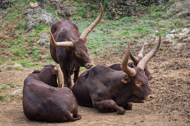 Ankole-Watusi es un bovino africano.