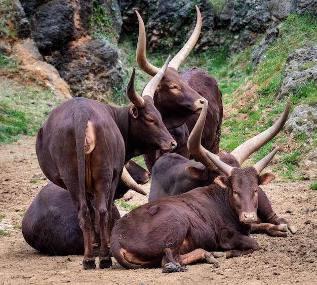 Ankole Watusi ist ein afrikanisches Rind,