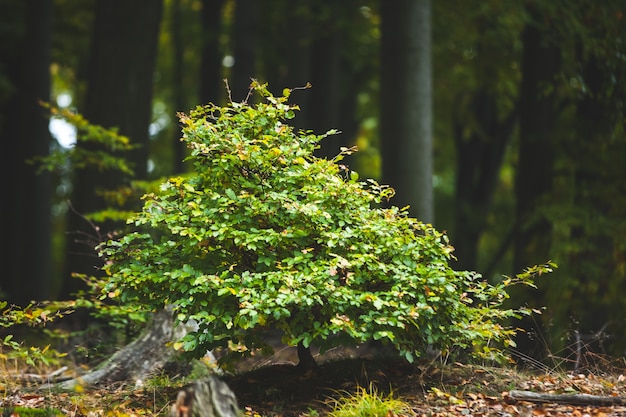 Anlage gegen Baumstämme im Wald