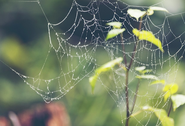 Anlage im tropischen Wald, Naturleben