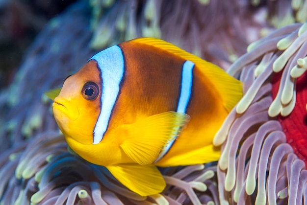 Anmonefish del mar rojo en su anémona