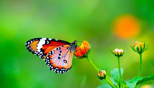 Anmutige Begegnung mit einem Monarchfalter, der auf einer Blumenpflanze ruht und das Licht und die Schönheit der Natur in seinen Bann zieht