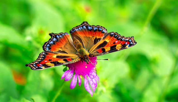 Anmutige Begegnung mit einem Monarchfalter, der auf einer Blumenpflanze ruht und das Licht und die Schönheit der Natur in seinen Bann zieht