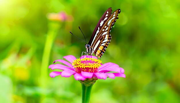 Anmutige Begegnung mit einem Monarchfalter, der auf einer Blumenpflanze ruht und das Licht und die Schönheit der Natur in seinen Bann zieht