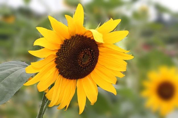 Anmutige gelbe Sonnenblumen auf einem isolierten grünen Hintergrund zeigen ihre Knospe nach einer Nachtruhe