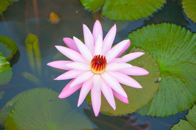 Anmutige Lilie im Wasser