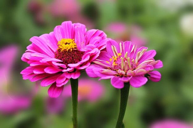 Anmutige Mischung mit zwei Rosa tsiniya im Sonnenschein eines Sommertages Zine-Blume anmutig auf einem
