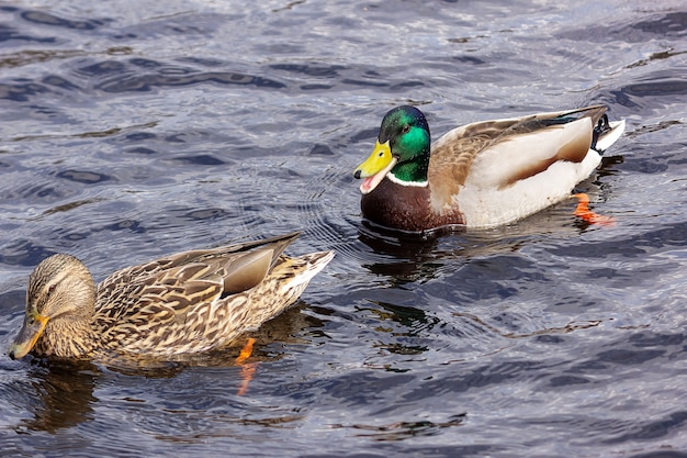 Anmutige Stockente schwimmt mit Wellen im Wasser.