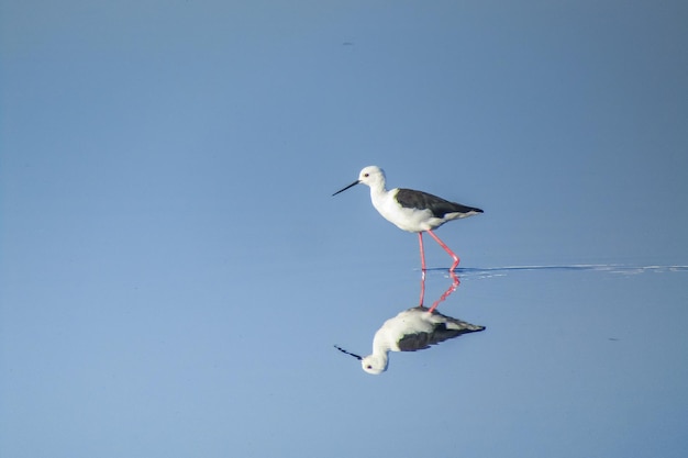 Anmutige Watvögel Stelzenläufer über Wasser