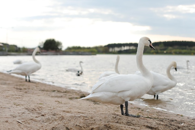 Anmutige weiße Schwäne auf dem See Szene der wild lebenden Tiere der Höckerschwäne