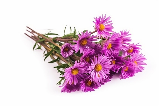 Anmutiger Asternzweig lila Aster Amellus-Blüten isoliert auf Weiß