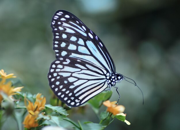 Anmutiger Schmetterling auf weißem Hintergrund