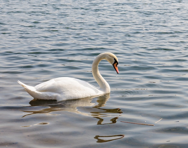 anmutiger weißer Schwan auf einem Teich im Frühjahr