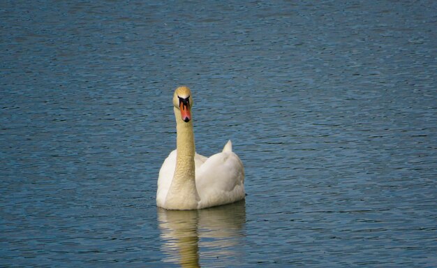 Anmutiger weißer Schwan, der in den Seeschwänen in freier Wildbahn schwimmt