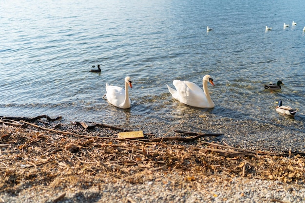 Anmutiger weißer Schwan mit lateinischem Namen Cygnus olor, der im ruhigen blauen Wasserhintergrund des italienischen Sees schwimmt