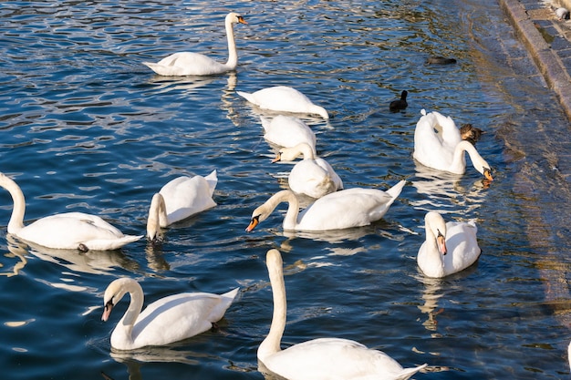 Anmutiger weißer Schwan mit lateinischem Namen Cygnus olor, der im ruhigen blauen Wasserhintergrund des italienischen Sees schwimmt