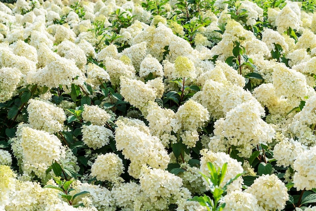 Annabelle Hydrangea flores amarelas brancas Hydrangea macrophylla floresce flores jardinagem