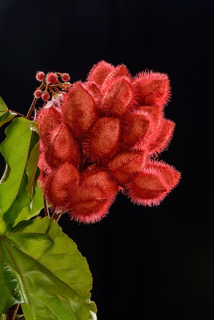 Annatto Strauß (Urucum), seine Samen werden als natürliche Lebensmittelfarbe verwendet, fotografiert in einem Studio mit neutralem Hintergrund.