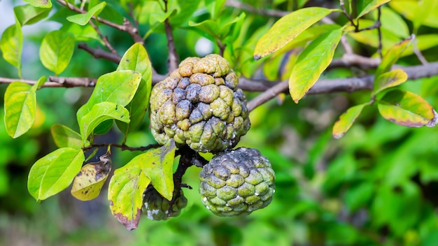 Annona-Frucht, die von Schädlingen zerstört wurde.