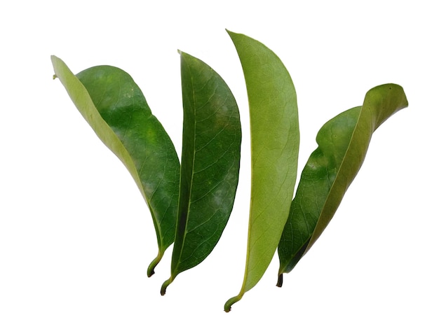 Annona muricata oder Soursop-Blätter isoliert auf weißem Hintergrund