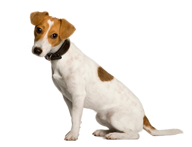 Ano de jack russell terrier