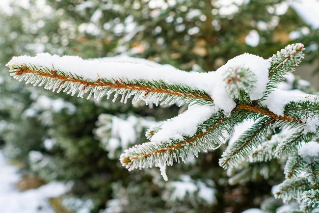 Ano novo atributos paisagem de inverno ano novo ramos de abeto fresco natal