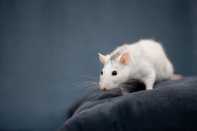 Ano novo conceito. Rato doméstico branco bonito na decoração de ano novo. O símbolo de 2020 é um rato