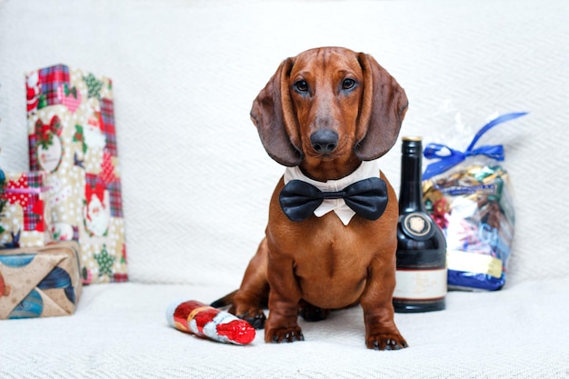 Foto ano novo de natal comemorando cachorro bassê em decorações de natal