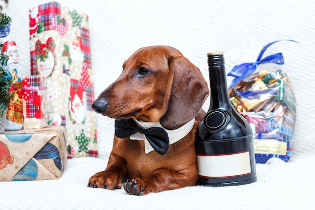 Ano Novo de Natal comemorando cachorro bassê em decorações de Natal