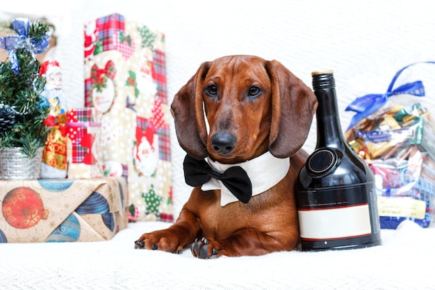 Foto ano novo de natal comemorando cachorro bassê em decorações de natal