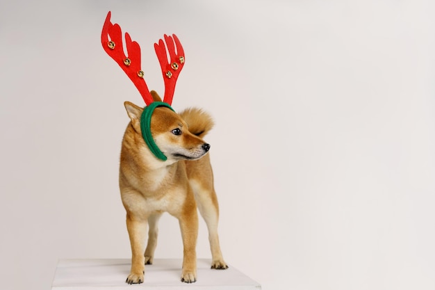 Ano novo natal cão raça chifres de arco vermelho fundo claro isolar vermelho com animal de estimação branco para o natal