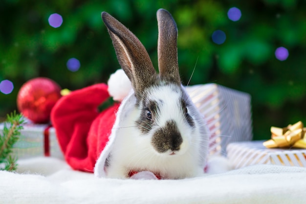 Año nuevo con mascotas. conejo con sombrero de santa claus con cajas de regalos en el abeto. Concepto de vacaciones, invierno y celebración. tarjeta de navidad con conejito, pancarta, espacio de copia, texto