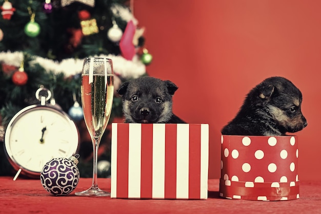 Año nuevo de perro, cachorro en caja de navidad actual