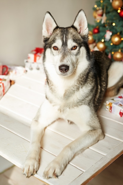 año nuevo perro husky está sentado cerca del árbol de navidad