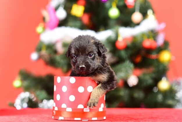 Año del perro, celebración navideña.