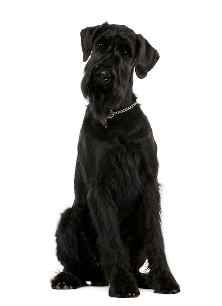 Foto ano schnauzer gigante