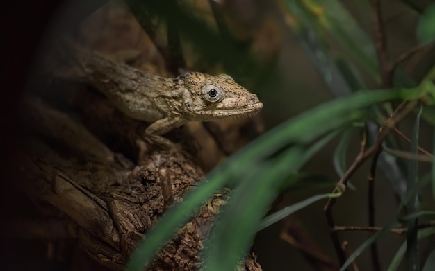 Anolis