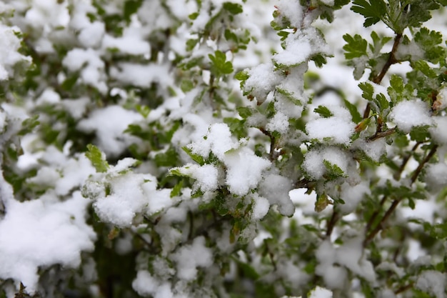 Anomalia do tempo. Queda de neve em maio. Neve fresca em galhos de árvores florescendo chery.