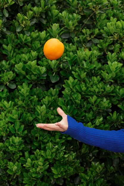 Anonyme Frau, die frische Orange hält