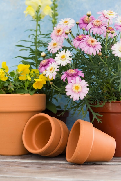 Foto anordnung mit blumen in töpfen