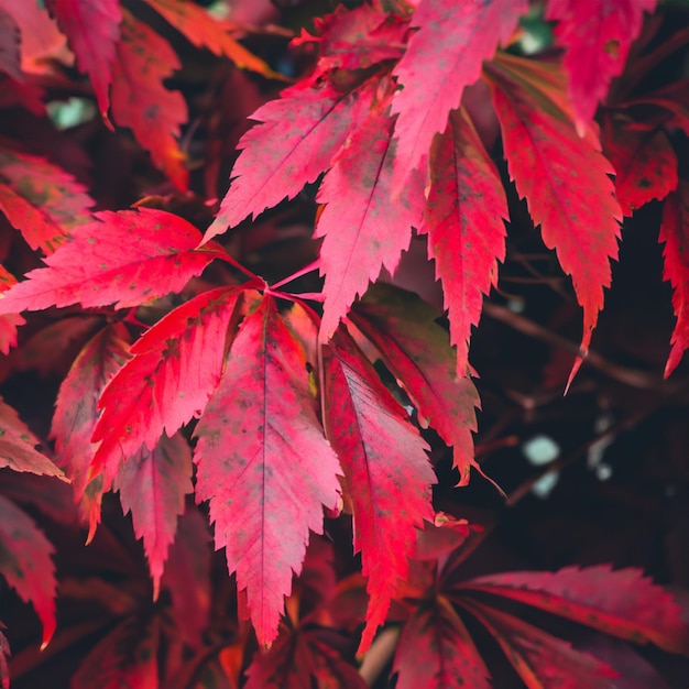 Anordnung roter Blätter in der Natur