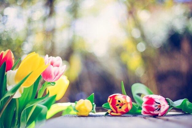 Anordnung von bunten Frühlingsblumen im eigenen Garten verschwommenen Hintergrund mit Textraum ideal für Postkarten