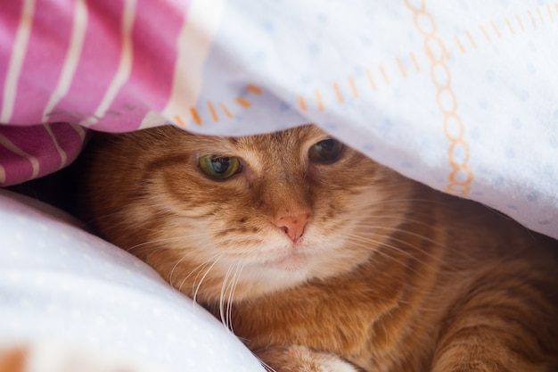 Anos do gato do gengibre na cama em um cobertor.