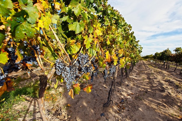 Anpflanzen von Trauben für die Herstellung von Wein Cabernet Sauvignon und Malbec