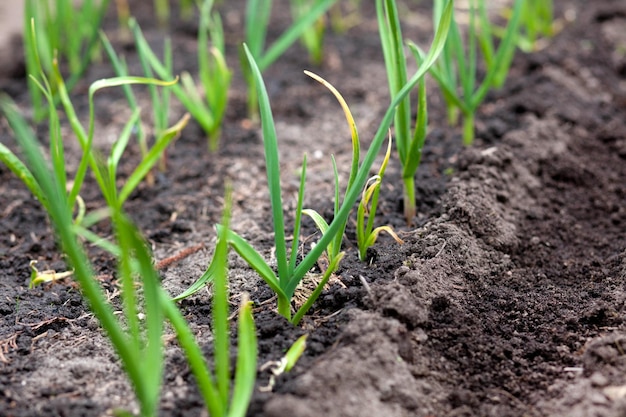 Anpflanzung von jungen Frühlingszwiebeln im Garten