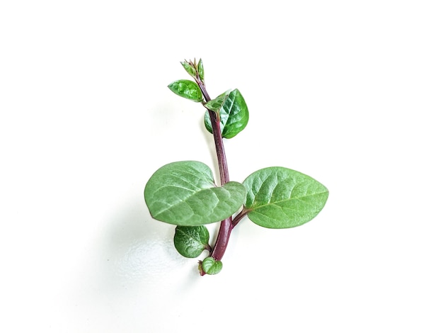 Anredera cordifolia Blatt auf weißem Hintergrund Kräuterpflanze