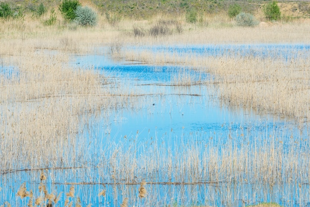 Ansammlung von Schilf im Coniston See mit Bergen im Hintergrund und blauem Wasser und strahlend blauem Himmel.