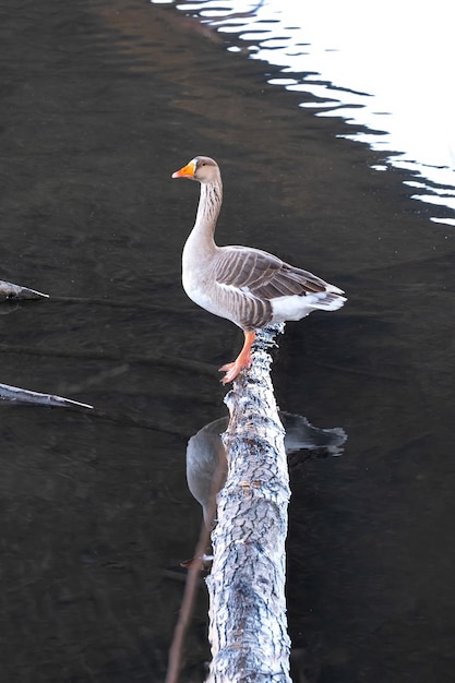 Anser anser schwimmt auf der Wasseroberfläche Vogel im Wasser