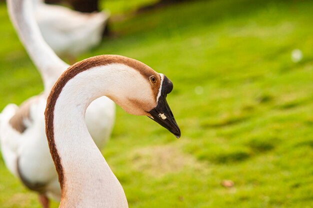 Anser cygnoides También llamado Capitol Goose en un jardín.